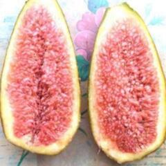 巨大蜜がたっぷり入るメロンよりも美味しい　でかい甘い皮ごと蜜が入...