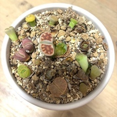 格安で　多肉植物 リトープス　メセン　リトプス 色の組み合わせ mix