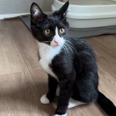 中毛ハチワレ　ダンくん🐱