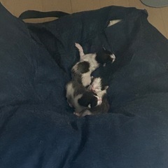 本日産まれた三毛猫ちゃんです