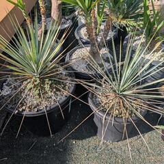 ドライガーデン植物