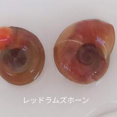 レッドラムズホーン⑩🐚10匹❣️🐟メダカ🐠熱帯魚🦐シュリンプ水槽...