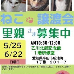 半田市で保護猫の譲渡会を開催します‼️