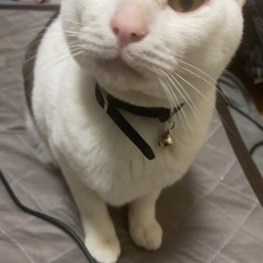 里親募集中