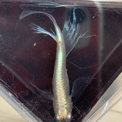 メダカ　青蝶　成魚（小さめ）　１０匹　１０００円④