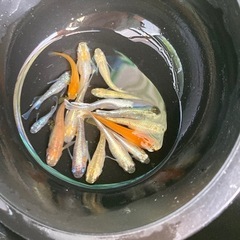 ①🌱ビオトープセット🌱めだか