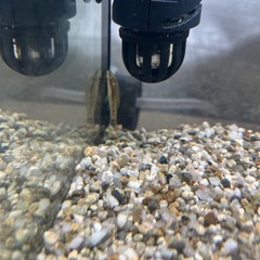 オトシンネグロ　オトシンクルス　熱帯魚