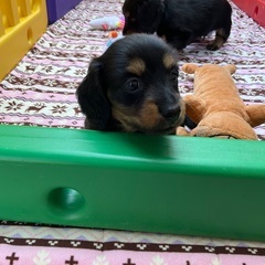 🟧決まりました！カニンヘンダックス女の子⑤【子犬販売】5月…