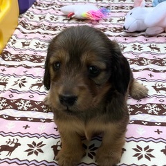 🟧決まりました！カニンヘンダックス女の子⑥【子犬販売】5月…