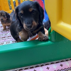 🟩ご家族さま募集中！ミニチュアダックス男の子③【子犬販売】…