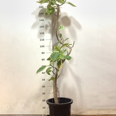 【5月6,7,8日にお渡しで値引き有】観葉植物　フィカスアルテシーマ