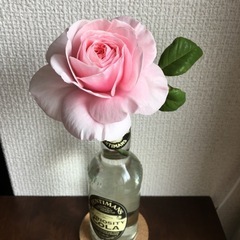 四季咲きバラ苗の画像