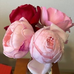 四季咲きバラ苗の画像