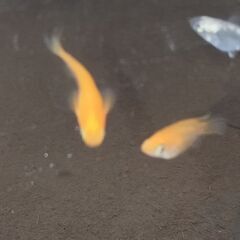 めだか ダルマメダカ　幹之1匹、紅帝2匹　おまけ五色タイプR卵10個