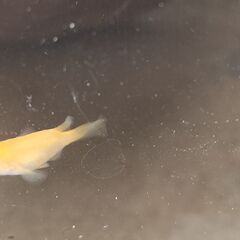 めだか ダルマメダカ幹之1匹、ダルマメダカ紅帝2匹　おまけオロチの卵20個の画像