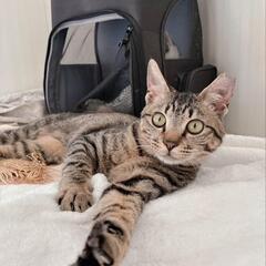 甘えん坊のキジ猫ちゃん