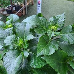 紫陽花　シーサイドブルー　アジサイ