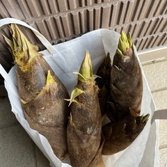 掘り立てたけのこ
