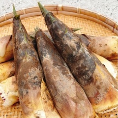 【明日（5/4）までに引き渡し可能な方‼️】タケノコ①