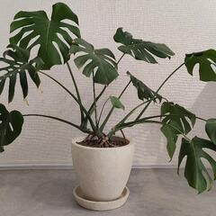 観葉植物　モンステラ