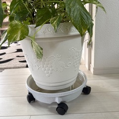 大型 観葉植物 ポトス 高さ約165cm 現状品の画像