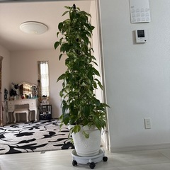 大型 観葉植物 ポトス 高さ約165cm 現状品