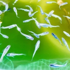 (きまりました)ミックスメダカ白ラメ20匹③の画像