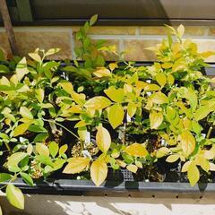ブルーベリー苗 植物苗 