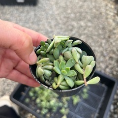 残り1ポット　ガーデニング　多肉植物　多肉　セダム　アソート