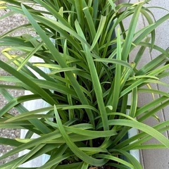 観葉植物の画像