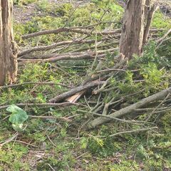！お話し中！🌳オンコの木枝 差し上げます！🌳