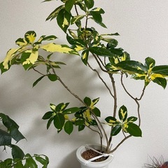レア！　イエローウルマ　観葉植物