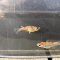 雲州三色 メダカ 針子15匹 幼魚10匹 各400円の画像