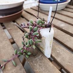 (お話し中)多肉植物　ルビーネックレスの画像
