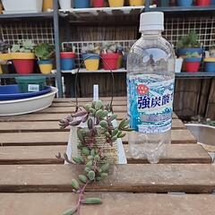 (お話し中)多肉植物　ルビーネックレスの画像
