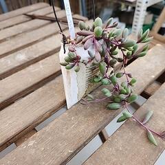 (お話し中)多肉植物　ルビーネックレスの画像