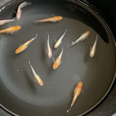 【メダカ】レッドクリフ紅白(12匹)【現物】