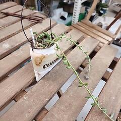 (お話し中)多肉植物　ドルフィンネックレスの画像