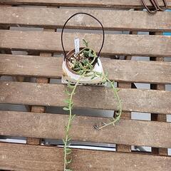 (お話し中)多肉植物　ドルフィンネックレスの画像