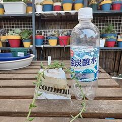 (お話し中)多肉植物　ドルフィンネックレスの画像