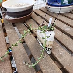 (お話し中)多肉植物　ドルフィンネックレスの画像