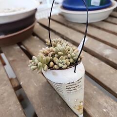 (お話し中)多肉植物　姫秋麗の画像