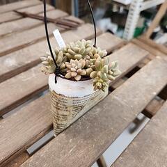 (お話し中)多肉植物　姫秋麗の画像
