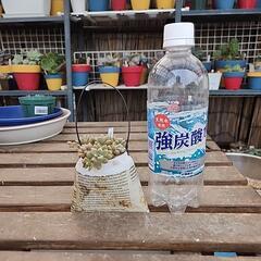 (お話し中)多肉植物　姫秋麗の画像