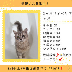 里親募集中！生後3ヶ月サイベリアン♂ブルータビー＜◍)。✧♡