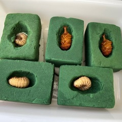 カブトムシ蛹観察セット
