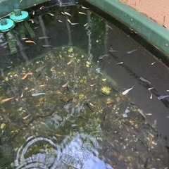メダカ多種3匹〜