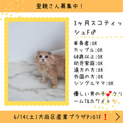 里親募集中！生後3ヶ月スコテッシュフォールド♂＜◍)。✧♡