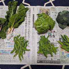 野菜いろいろ