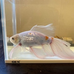 鉄魚×ブリストル　2匹セット